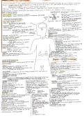 Grade 12 IEB Life science Human Endocrine System summary