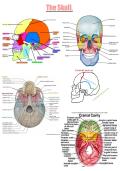 A&P I Skull Anatomy & Directional References Study Guide