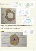 Biology&comma; Cell structure 