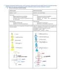 Histologie &vert; uitgewerkte examenvragen &vert; KU Leuven &vert; 2025&sol;26