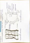 Document preview thumbnail