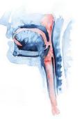 Endokriene en Homeostase