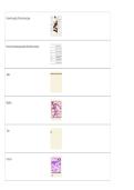 Microbiology Lab Practical 1 &vert; Study Guide & Exam Review 2026&sol;2027
