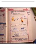 Epithelial tissue 