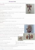 Samenvatting urinair stelsel anatomie michele vergote HoGent