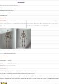 Tot op het bot anatomie beenderenstelsel 