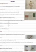 Zenuwstelsel tot op het bot&comma; anatomie hogent 
