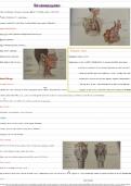 Ademhalingsstelsel tot op het bot anatomie