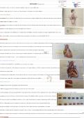 Hart en vaatstelsel tot op het bot anatomie 