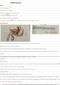Voortplantingstelsel tot op het bot anatomie