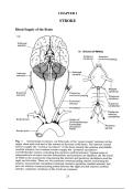  Neuroanatomy & Stroke Study Guide&colon;