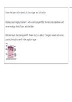 Anatomy and Physiology of the Skin