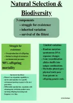 Natural Selection & Biodiversity Study Guide &vert; Evolution&comma; Variation & Survival of the Fittest