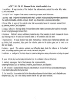 APHY 101 Chapter 13 Human Brain Model Medial View &vert; Ivy Tech &vert; 2026 Lab Study Guide