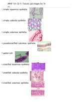 APHY 101 Chapter 4 Tissues Lab Images &vert; Ivy Tech &vert; 2026 Anatomy & Physiology