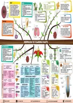 &OpenCurlyDoubleQuote;Morphology of Flowering Plants &ndash; Quick Revision Notes  &vert; Roots to Flowers&comma; Everything at a Glance&excl;&rdquo;