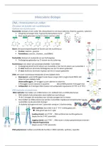 Samenvatting - Moleculaire Biologie&vert; 2e Ba Biomedische wetenschappen &vert; Universiteit Antwerpen