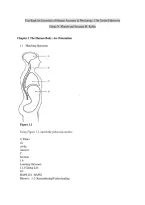 Test Bank for Essentials of Human Anatomy & Physiology&comma; 13th Edition by Marieb and Keller