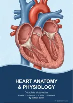 Heart Anatomy & Physiology&colon; Detailed Study Notes with 54 MCQs and 40 Flashcards