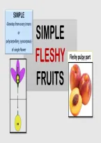 Unlock the hidden world of fruits&excl; Fruit Morphology is your ultimate visual and structural guide to understanding how nature designs its sweetest creations&period; From the outer skin to the innermost seed&comma; discover how every layer&mdash;epicarp&comma; mesocarp&comma; and endocar