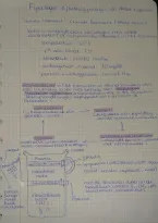 Lecture Notes Fysiologie en Pathofysiologie Skelet Spieren &vert; UA &vert; 2026&sol;27
