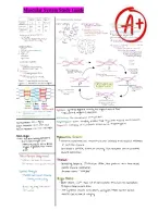 Muscular System Study Guide