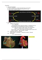 Angiologie  &vert; Tandheelkunde 1ste bach&vert; KU Leuven &vert; 2025&sol;26
