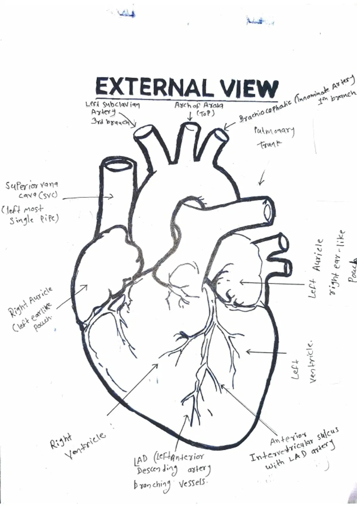 Human Heart _internal and external view labelled diagram+6 page Notes ...