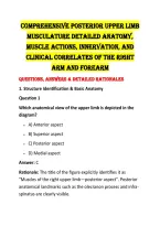 Comprehensive Posterior Upper Limb MusCULature Detailed Anatomy&comma; Muscle Actions&comma; Innervation&comma; and Clinical Correlates of the Right Arm and Forearm