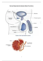 Human Reproduction Distinction Summary Guide