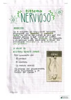 Sistema nervioso&colon; sistema central&comma; perif&eacute;rico y neuronas