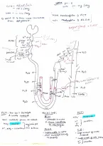 urine formation 