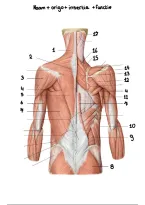 Flashcards spieren Anatomie van het Bewegingsapparaat 