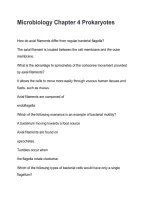 Microbiology Chapter 4&colon; Prokaryotes 2026&sol;2027 &vert; Study Guide&comma; Practice Questions & Exam Review