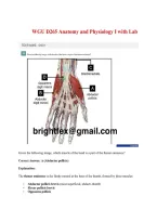 WGU D265 Anatomy and Physiology I with Lab Questions & Correct Answers Verified Plus Rationales &vert;Instant Download Pdf