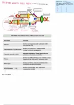 Replicacion&comma; Transcripcion Y Traduccion Adn&NewLine;