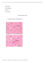 Mitosis Lab Homework &vert; Cell Division&comma; Mitosis Stages&comma; Lab Questions & Biology Study Guide 2026&sol;2027