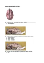 A&P II Nervous System Lab Quiz &vert; Practice Questions & Answers