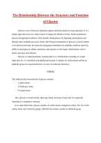 The Relationship Between the Structure and Function of Glucose