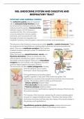 Samenvatting -  MG: Endocrine System and Digestive and Respiratory (WBFA020-05)