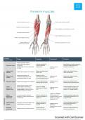 forearm and hand anatomy