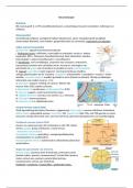 Samenvatting - Neurobiologie 