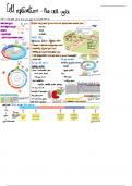 Lecture Notes on Cell Replication