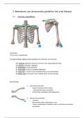 Anatomie semester 2