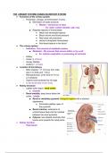 The Urinary System 