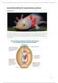 Vertaling hoofdstuk 43 Campbell Biology voor tentamen Anatomie fysiologie mens en dier AFMD