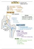 Functional Anatomy Biomech & Kines I