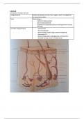 Samenvatting Anatomie en fysiologie 2