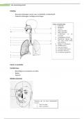 samenvatting ademhalingsstelsel