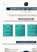 MORPHOLOGY OF FLOWERING PLANTS NEET
